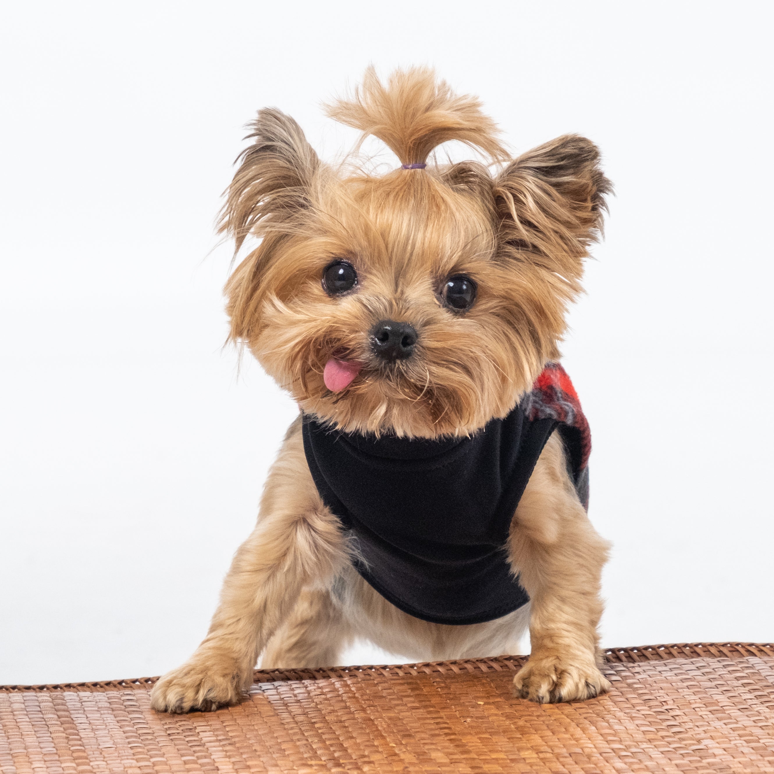 Red Paw Yorkshire Terrier Jacket